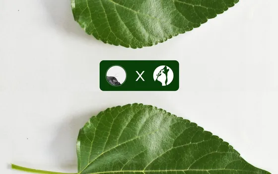 Background image for: Reducing a website's carbon footprint from a D grade to an A