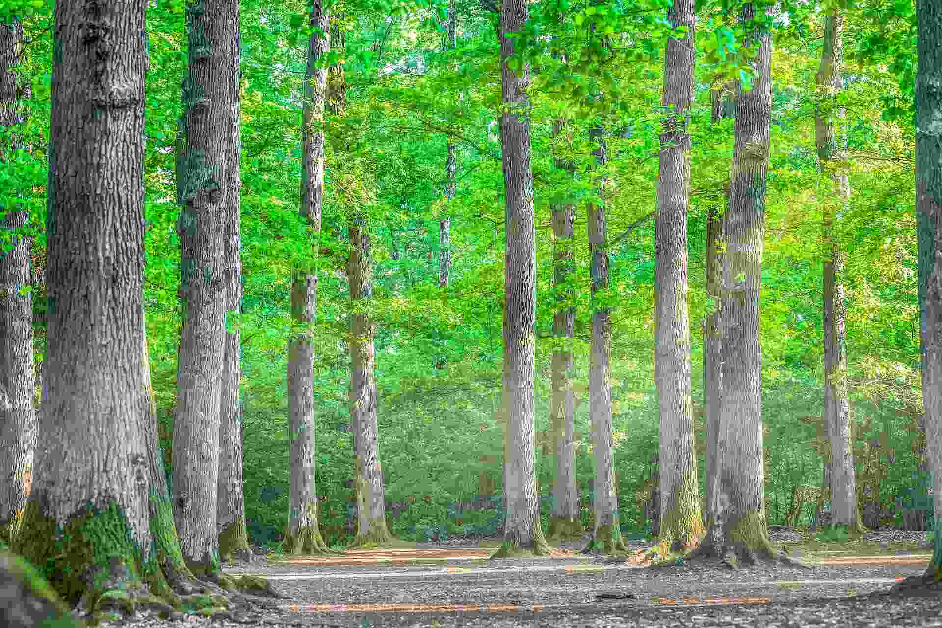 Outdoor photo of forests, trees and nature