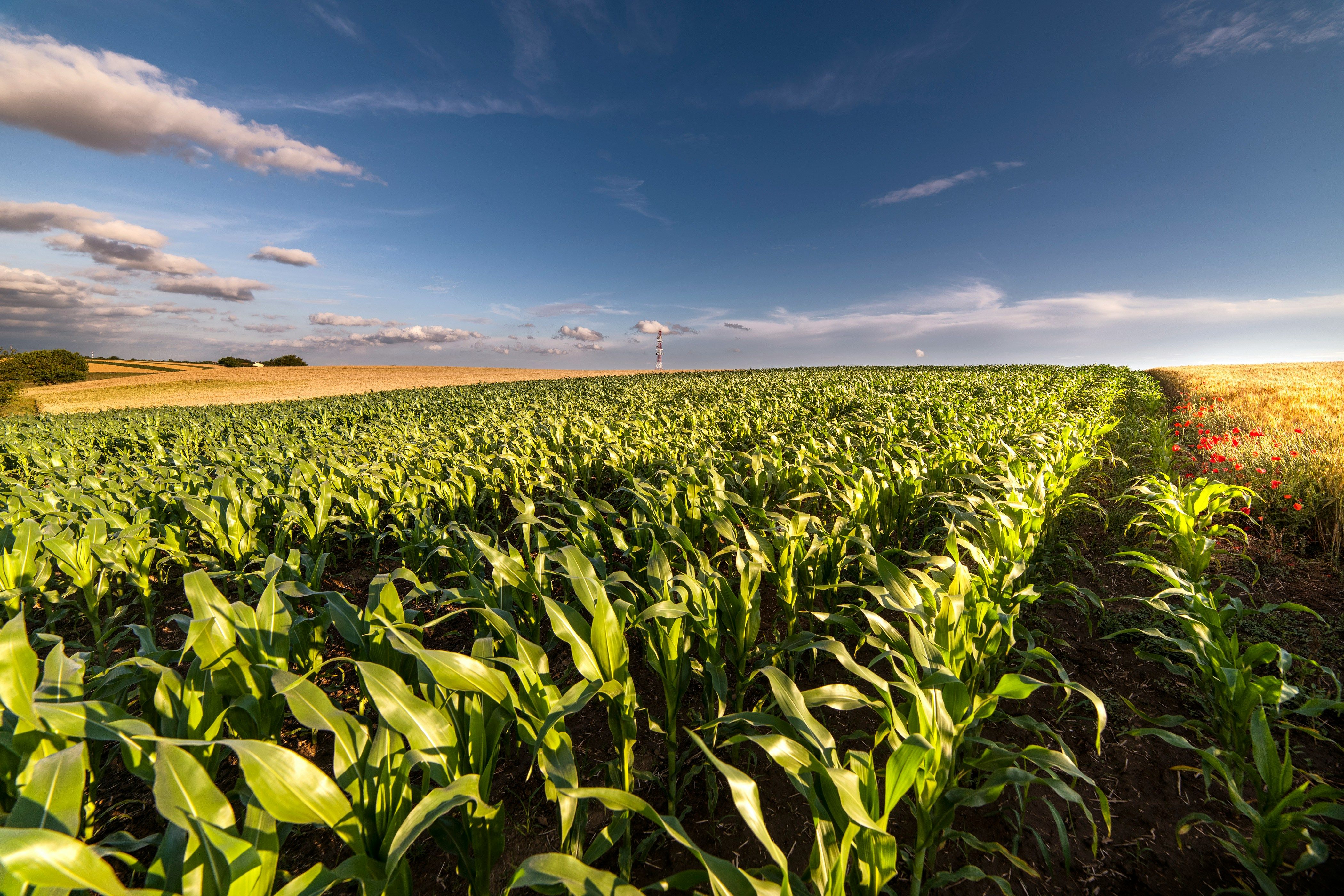 Going Digital Was Not the Problem: Rebuilding Fertiliser Quoting