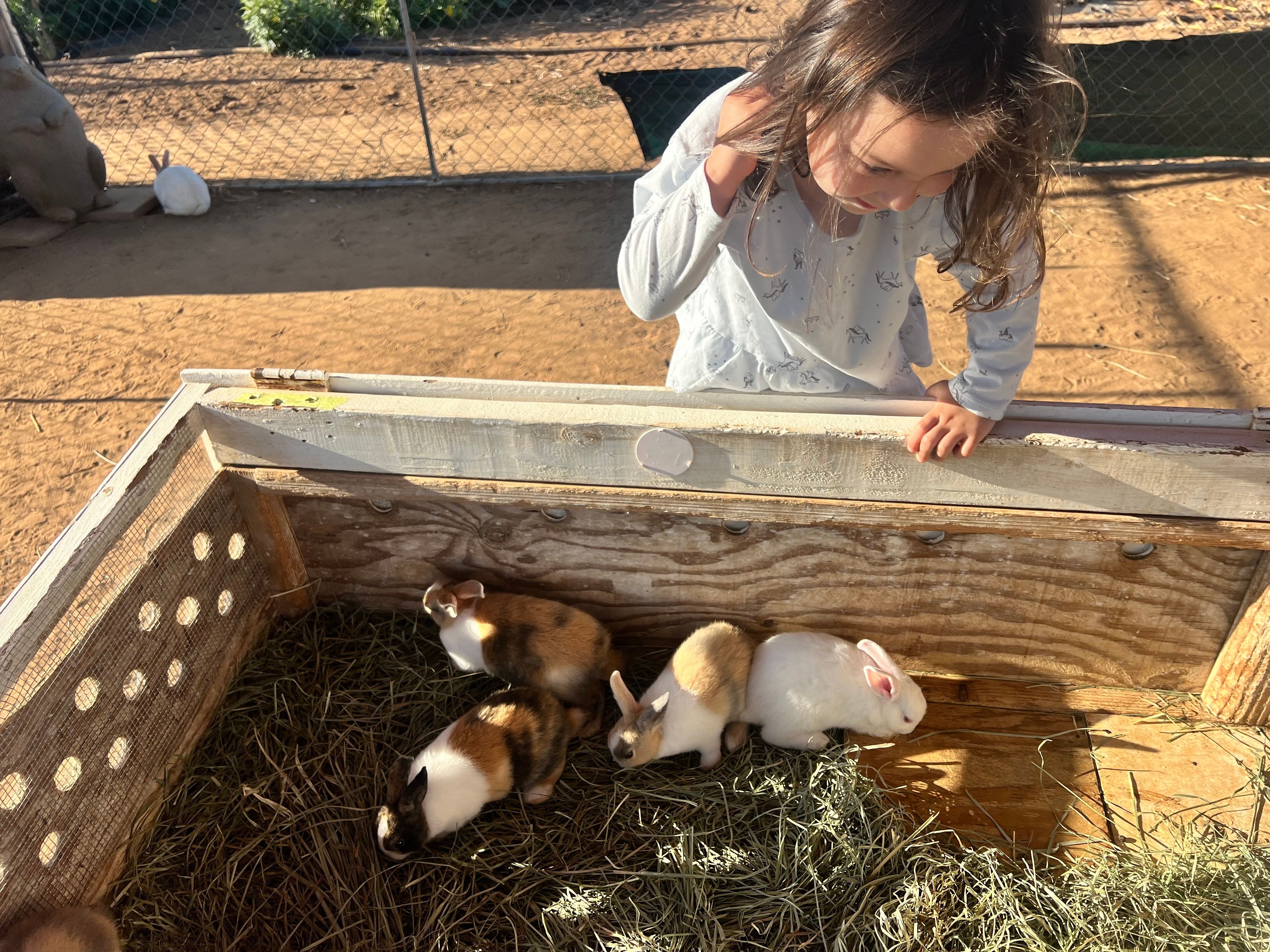 A young child leans over a wooden pen filled with hay to watch four small rabbits.