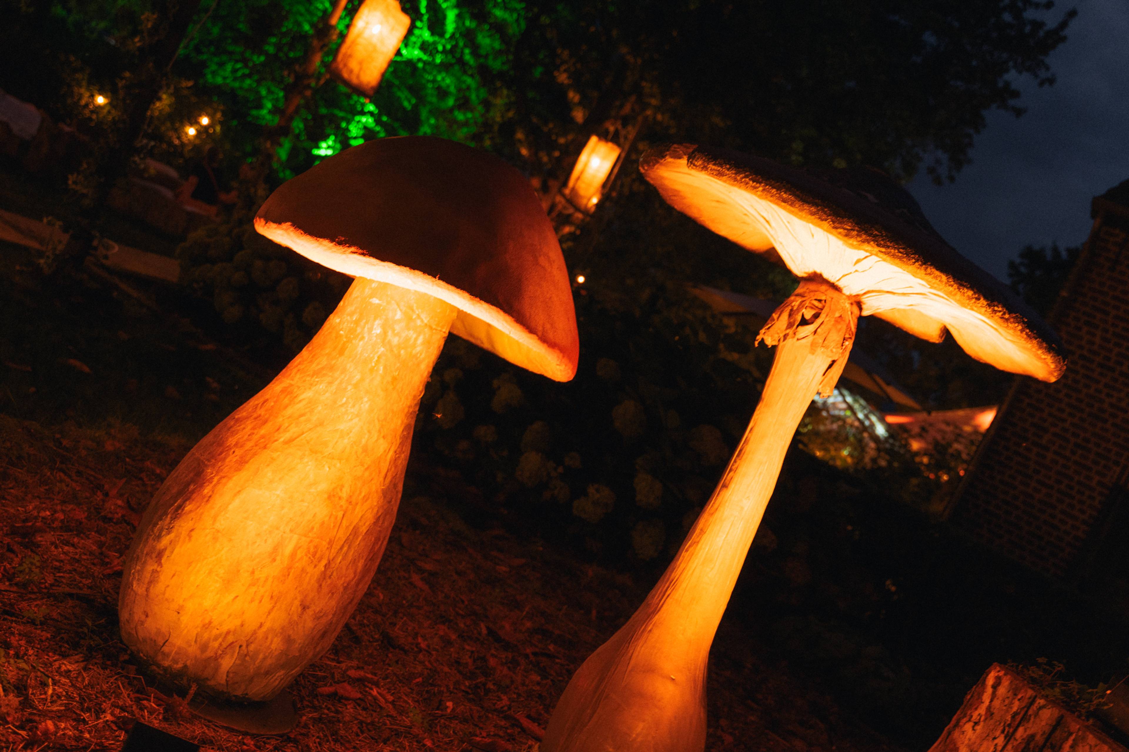 A night in the Forest