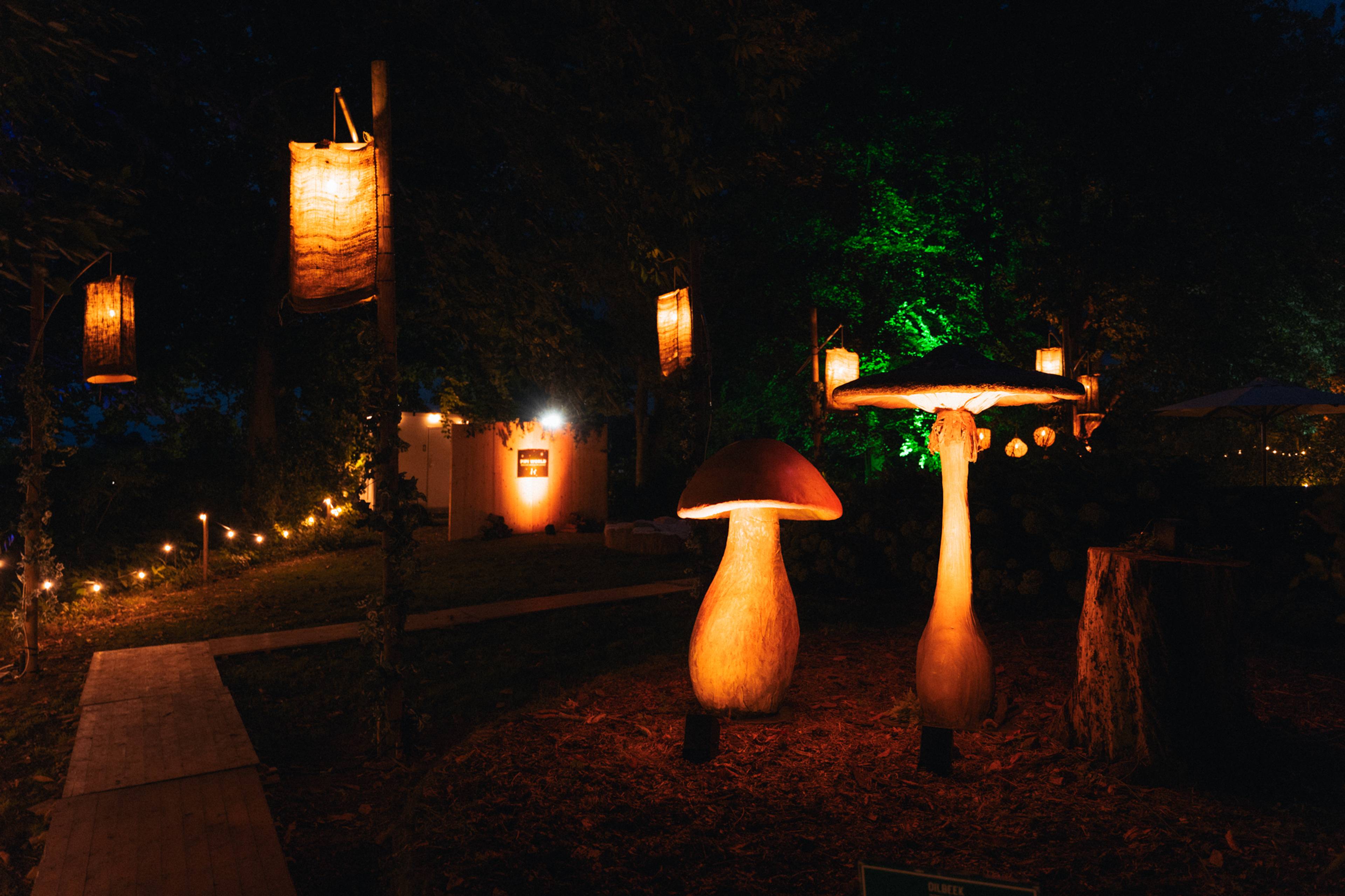 A night in the Forest