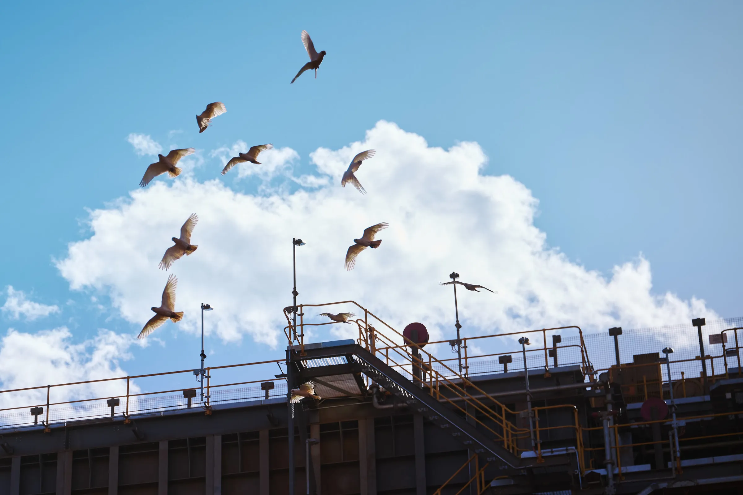 Birds flying at Kens Bore mine site