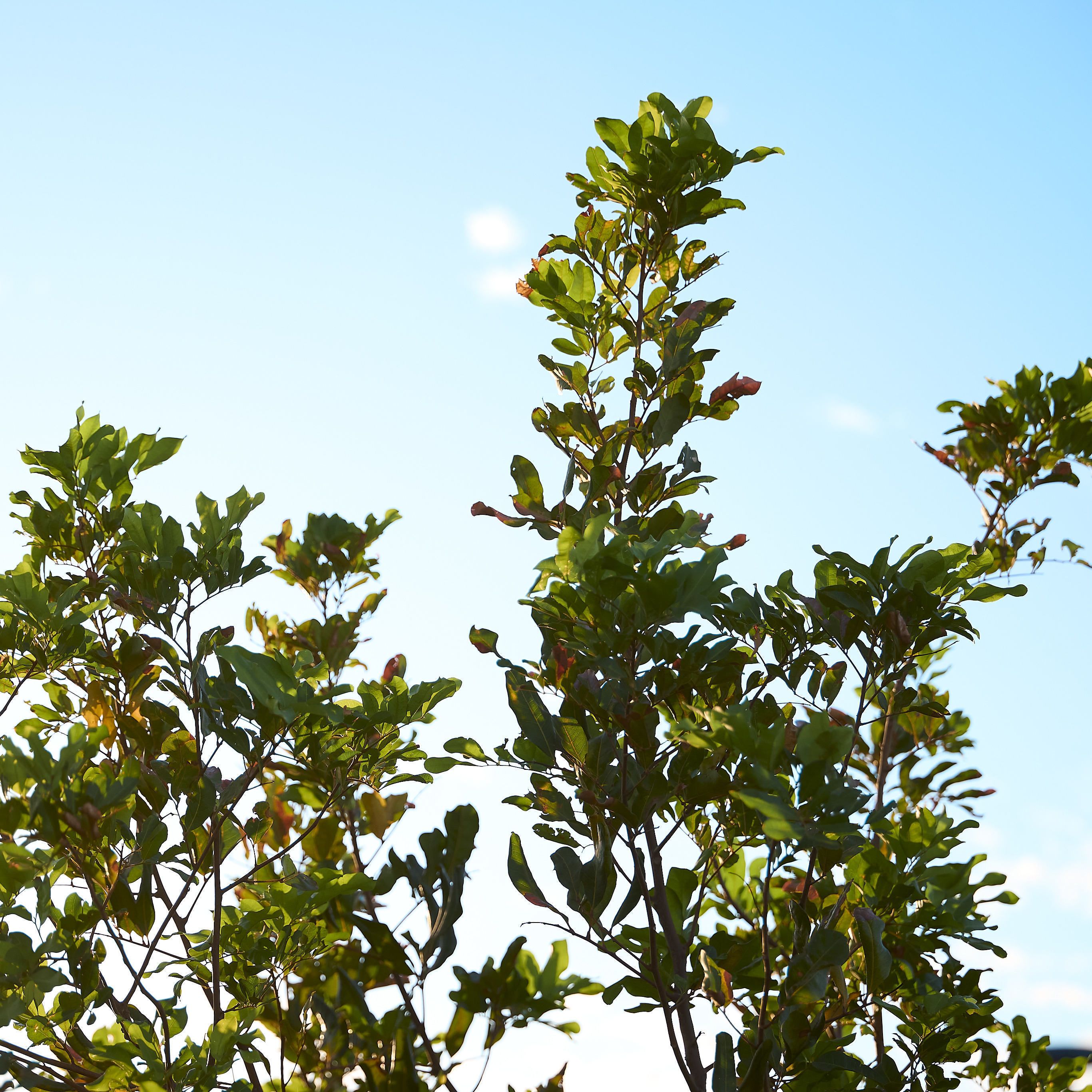 Green leaves against a sky background