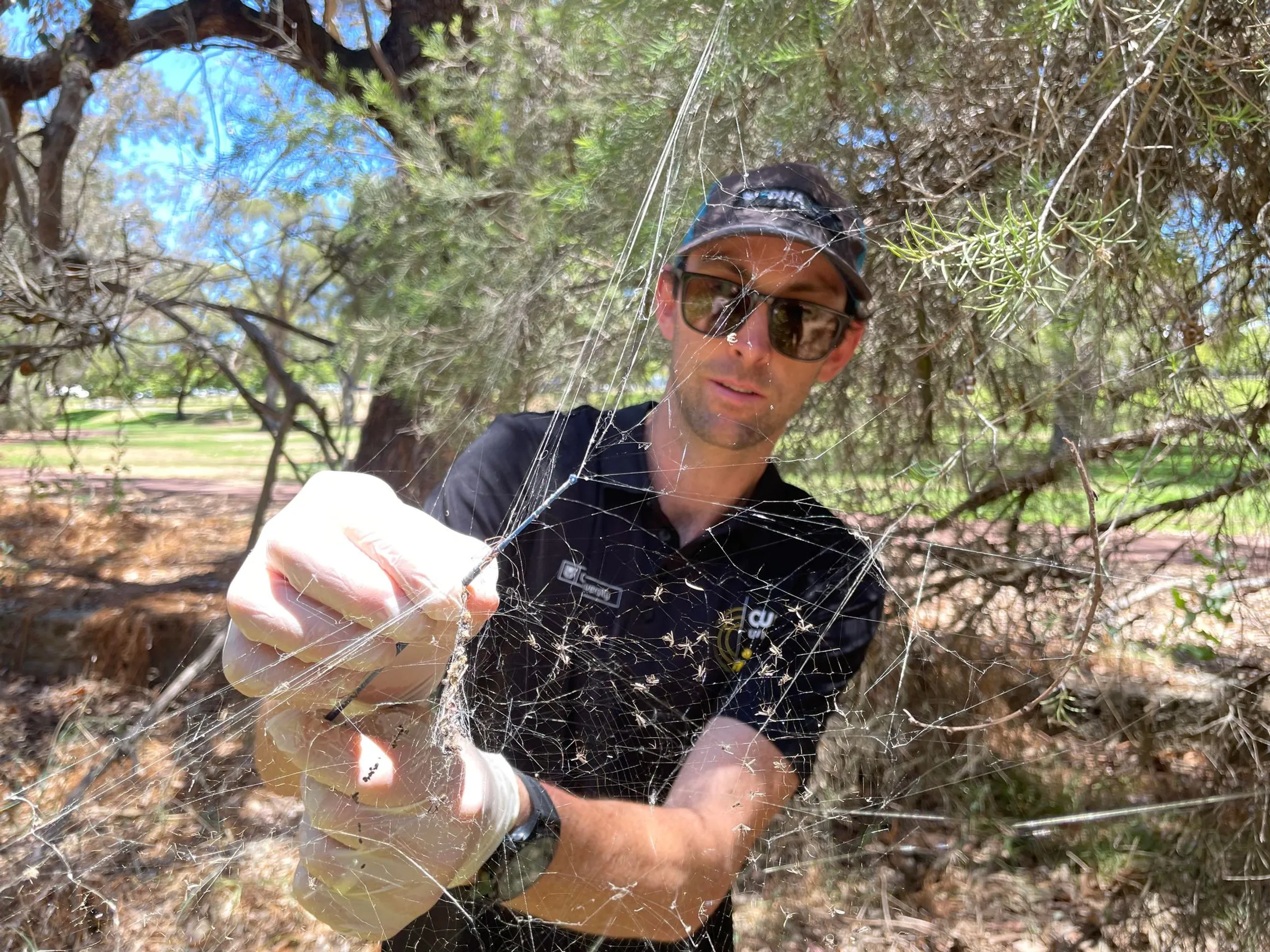 Man collecting spiders web