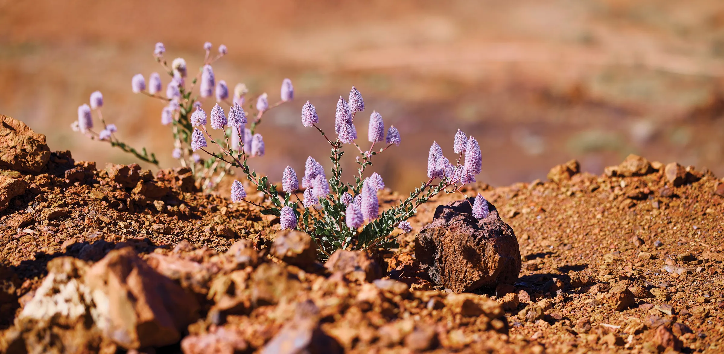 Flowers in Wodgina
