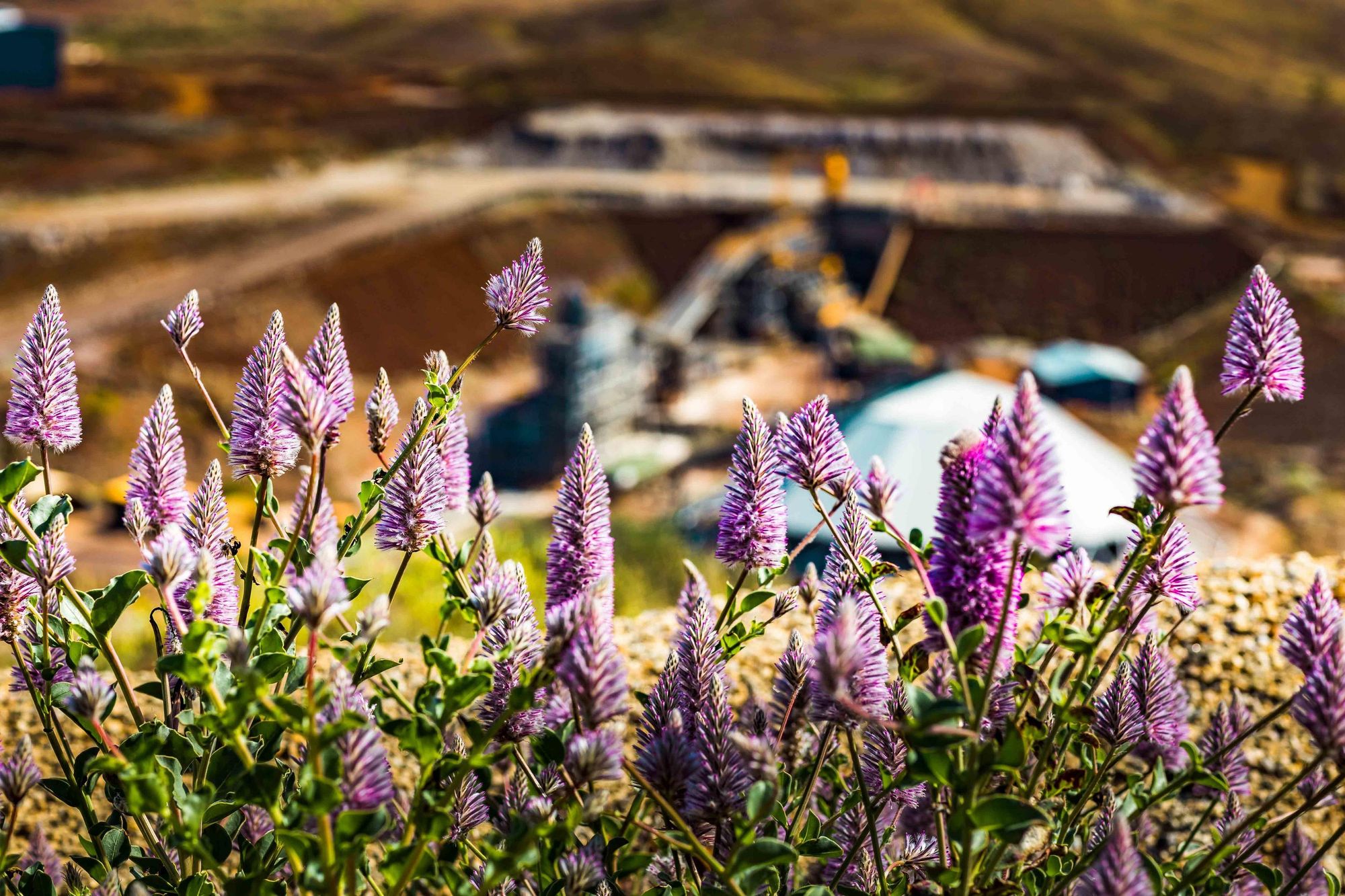 Lavendar flowers