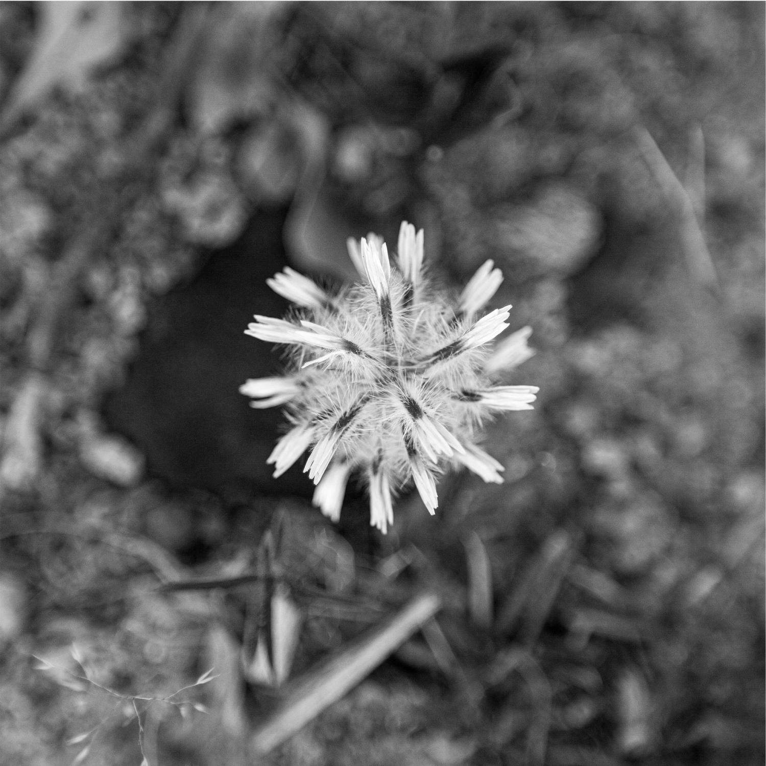 Medium: Black and white photography printed on fine art photographic rag paper