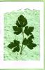 Grow a card