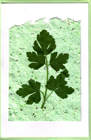 Grow a card