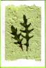 Grow a card
