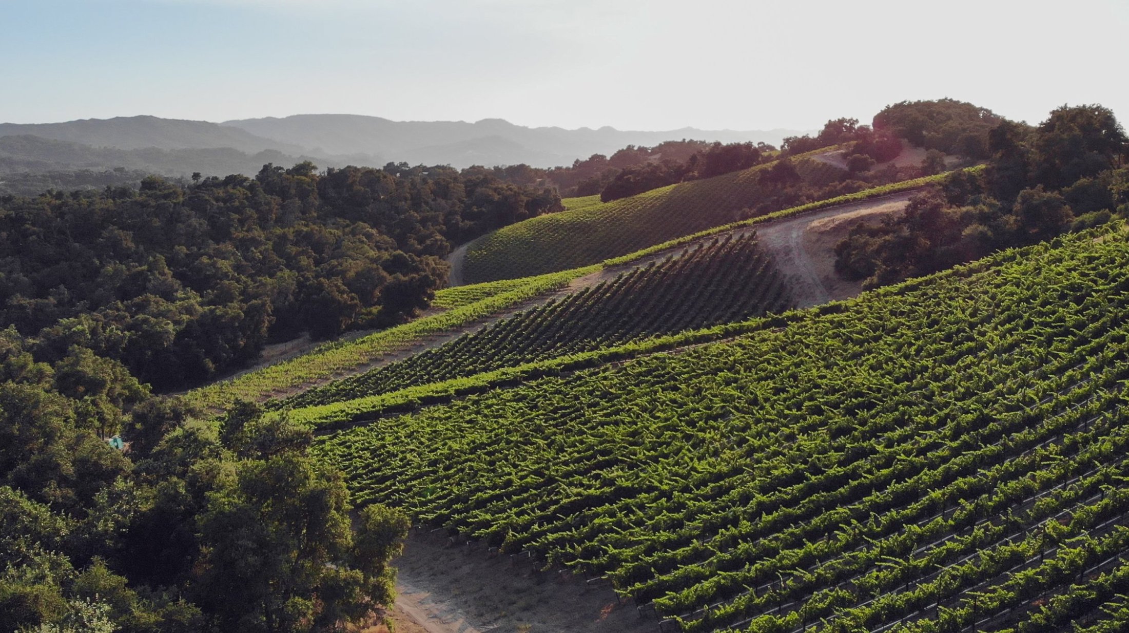 View west over the Hawks Hill Ranch vineyard, Adelaida District