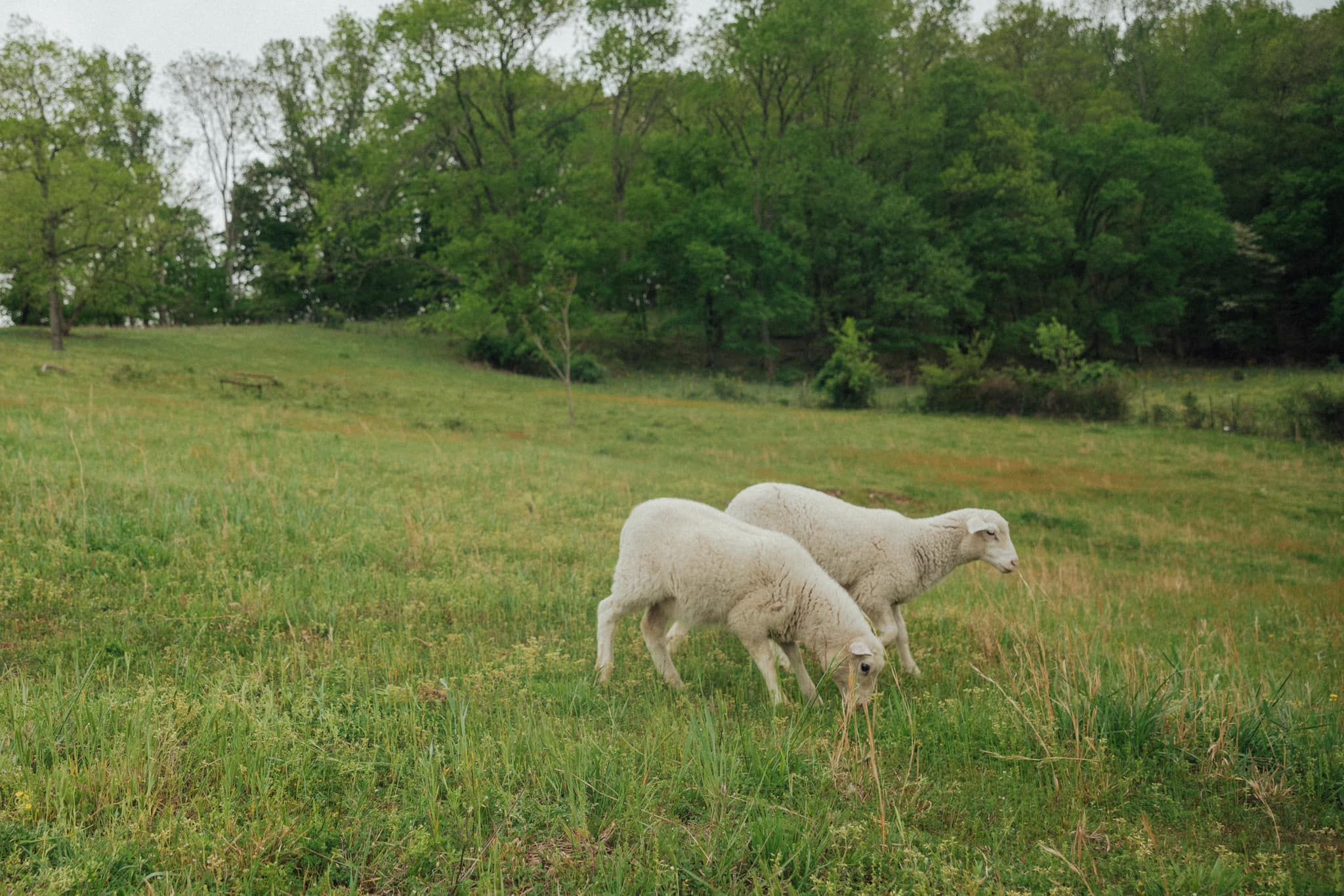 Holler Country Music