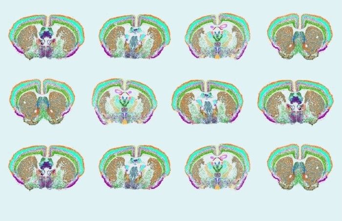 Brain Map - Part 5: The Journey Ends Here - Are You Ready to Build the Map? — Blog