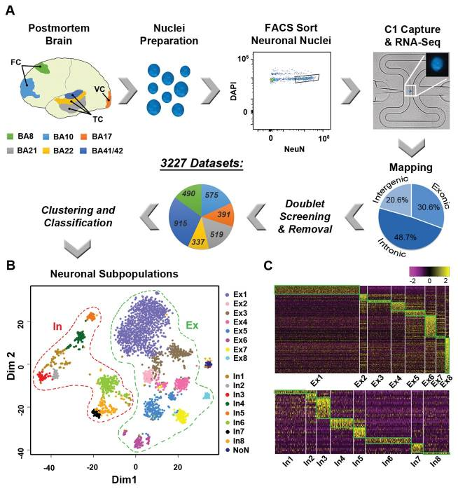 Correlation between nuclear and whole cell RNA