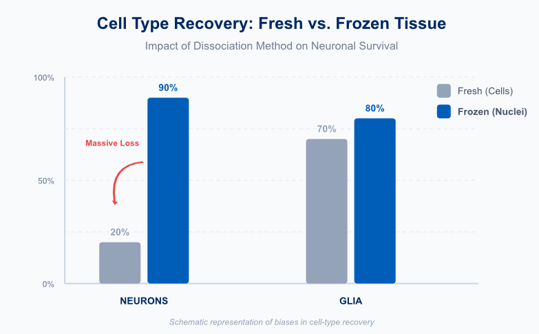 Brain Map - Part 3: Fresh vs. Frozen: Which Side Are You On? — Blog