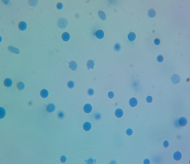 Microscopy of isolated nuclei