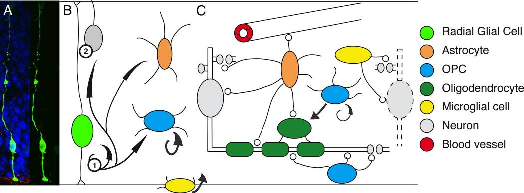 Brain Map - Part 1: Why Did Science Miss Half the Brain? — Blog