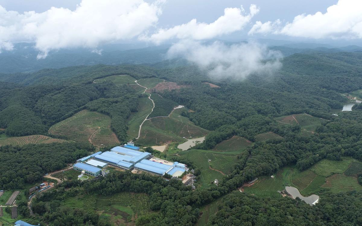 From Pu'er Tea to Specialty Coffee: Discover Yunnan’s Hidden Coffee Trail