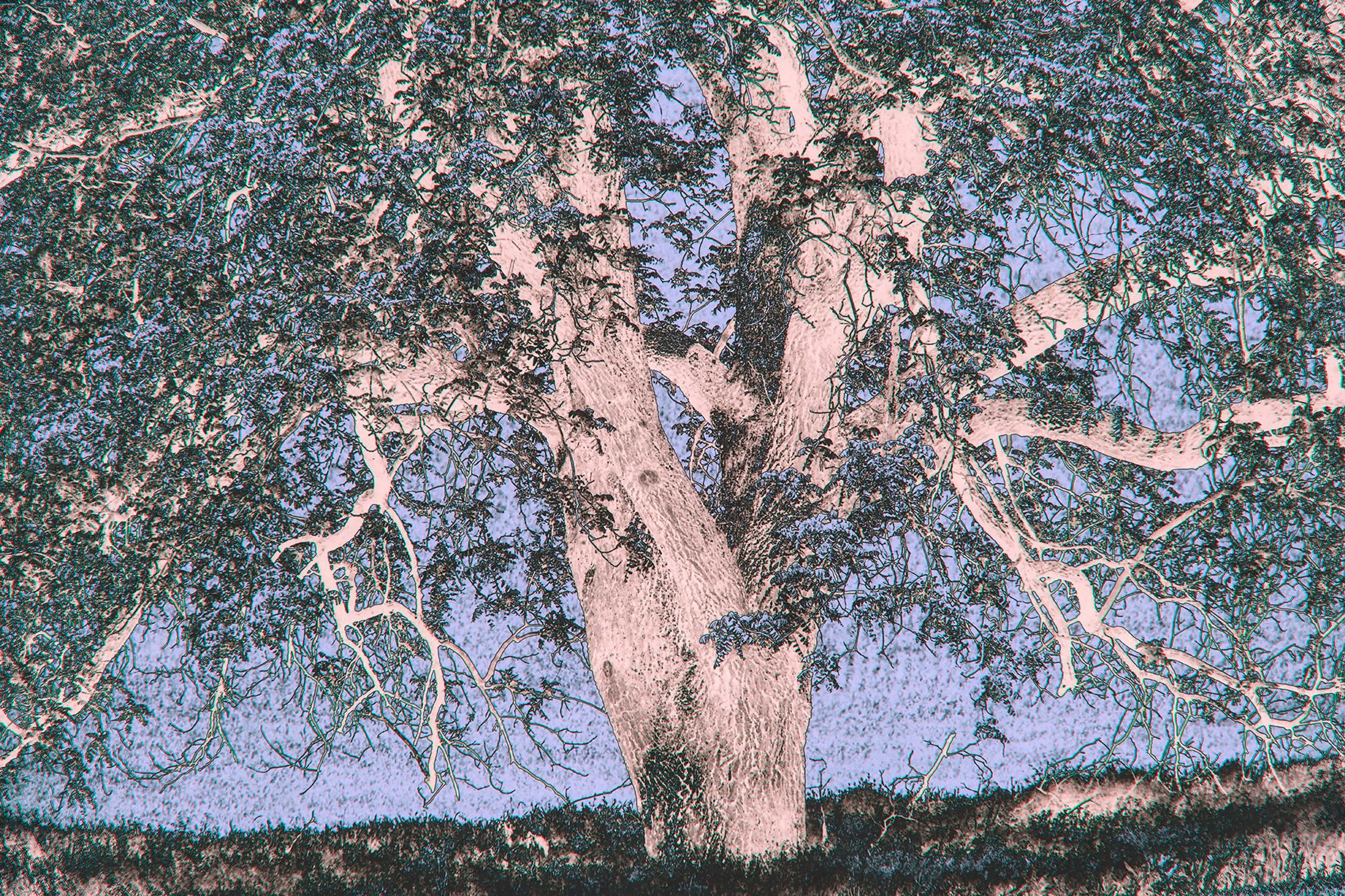 This Tree