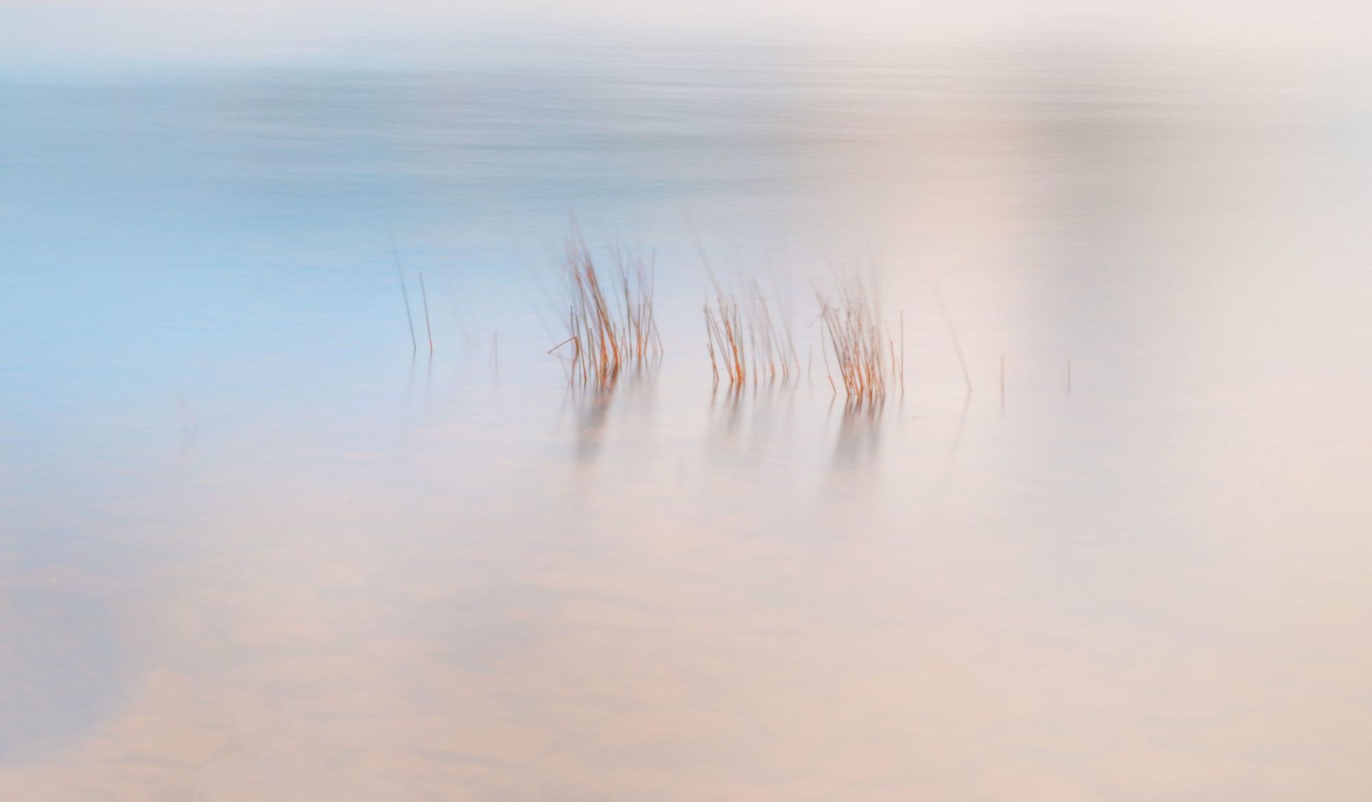 Eagle Lake Reeds I