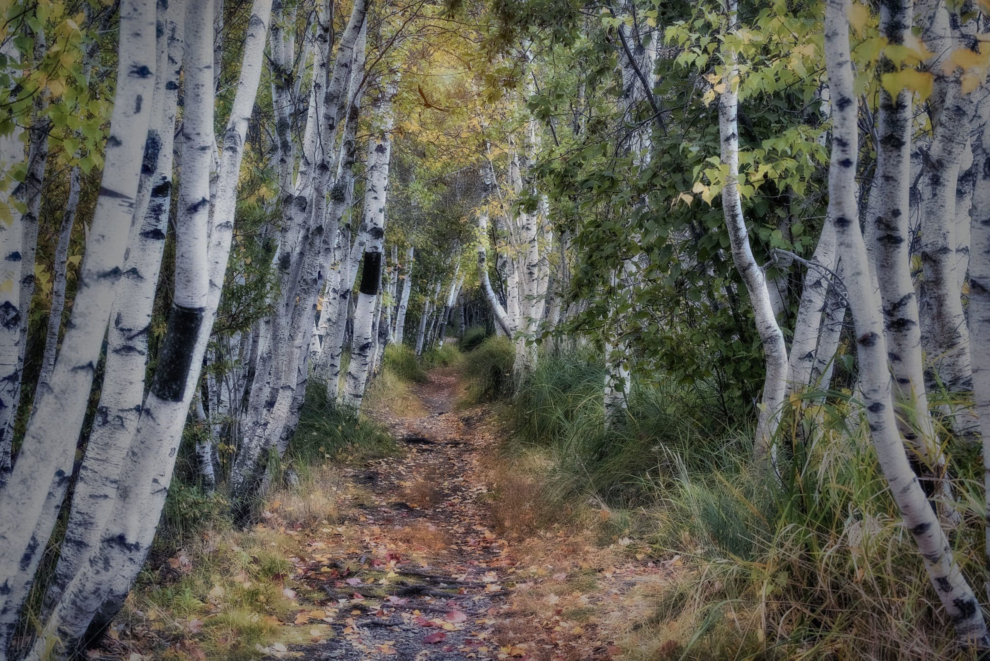 Birch Tree Path