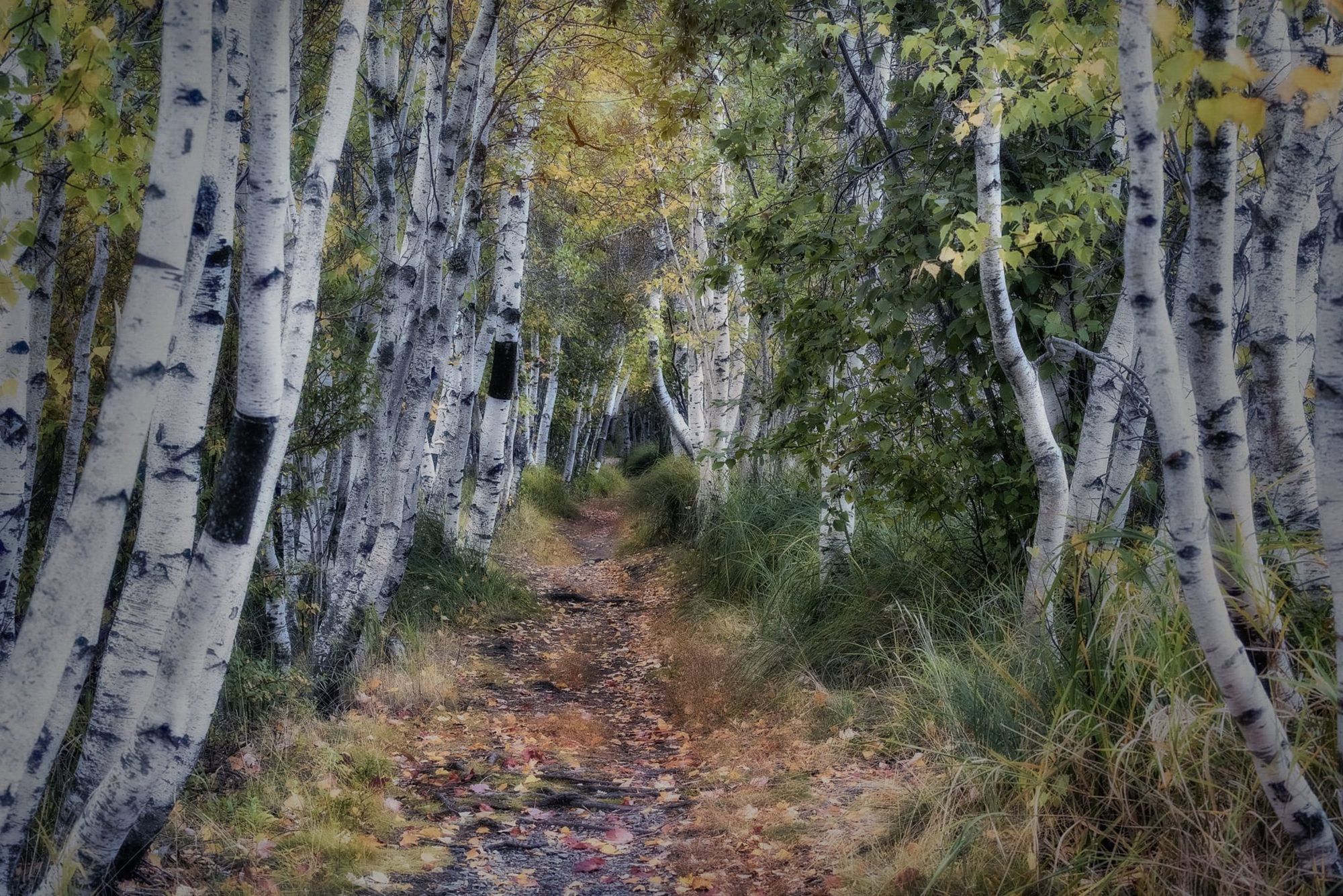 Birch Tree Path