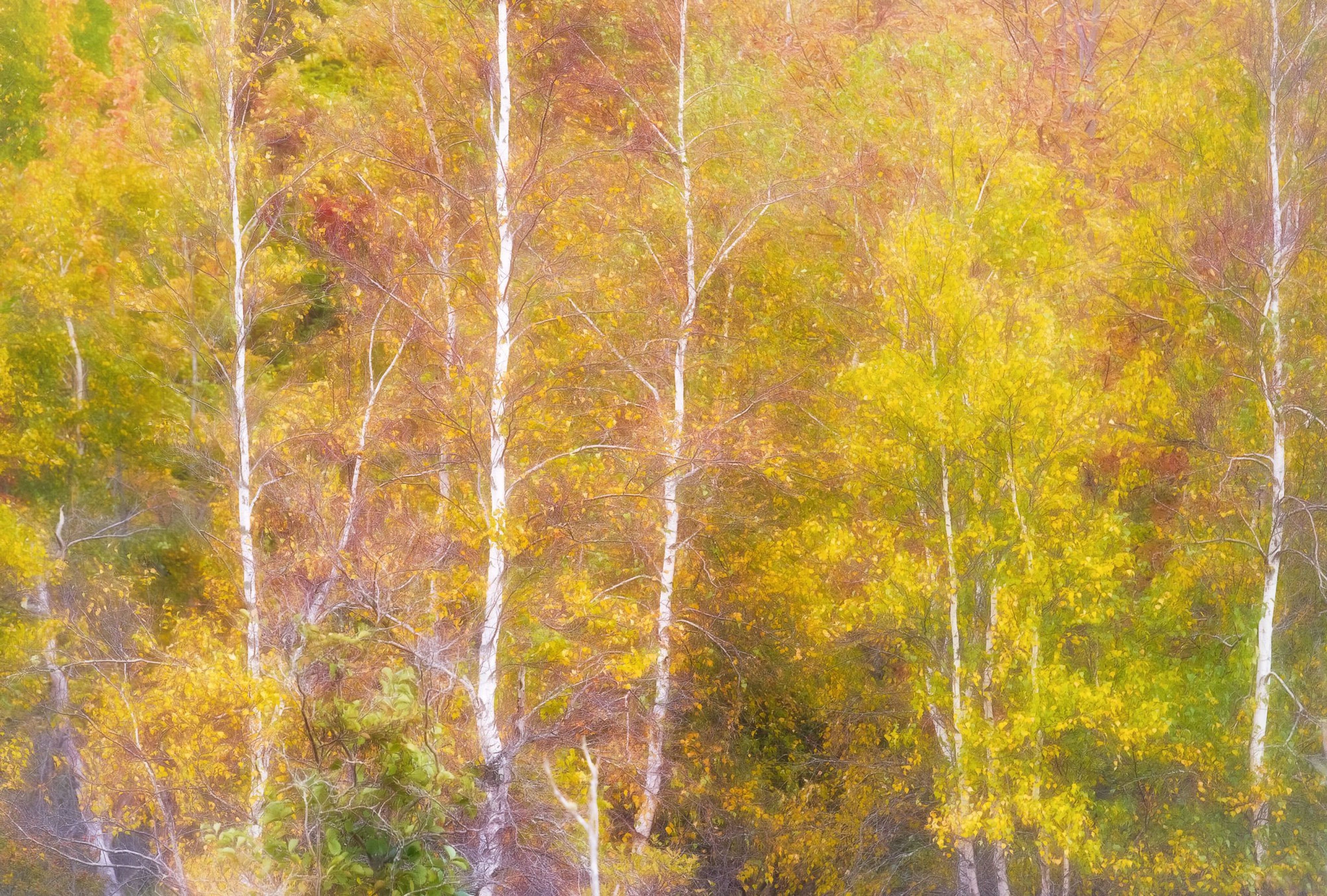 Birch Trees