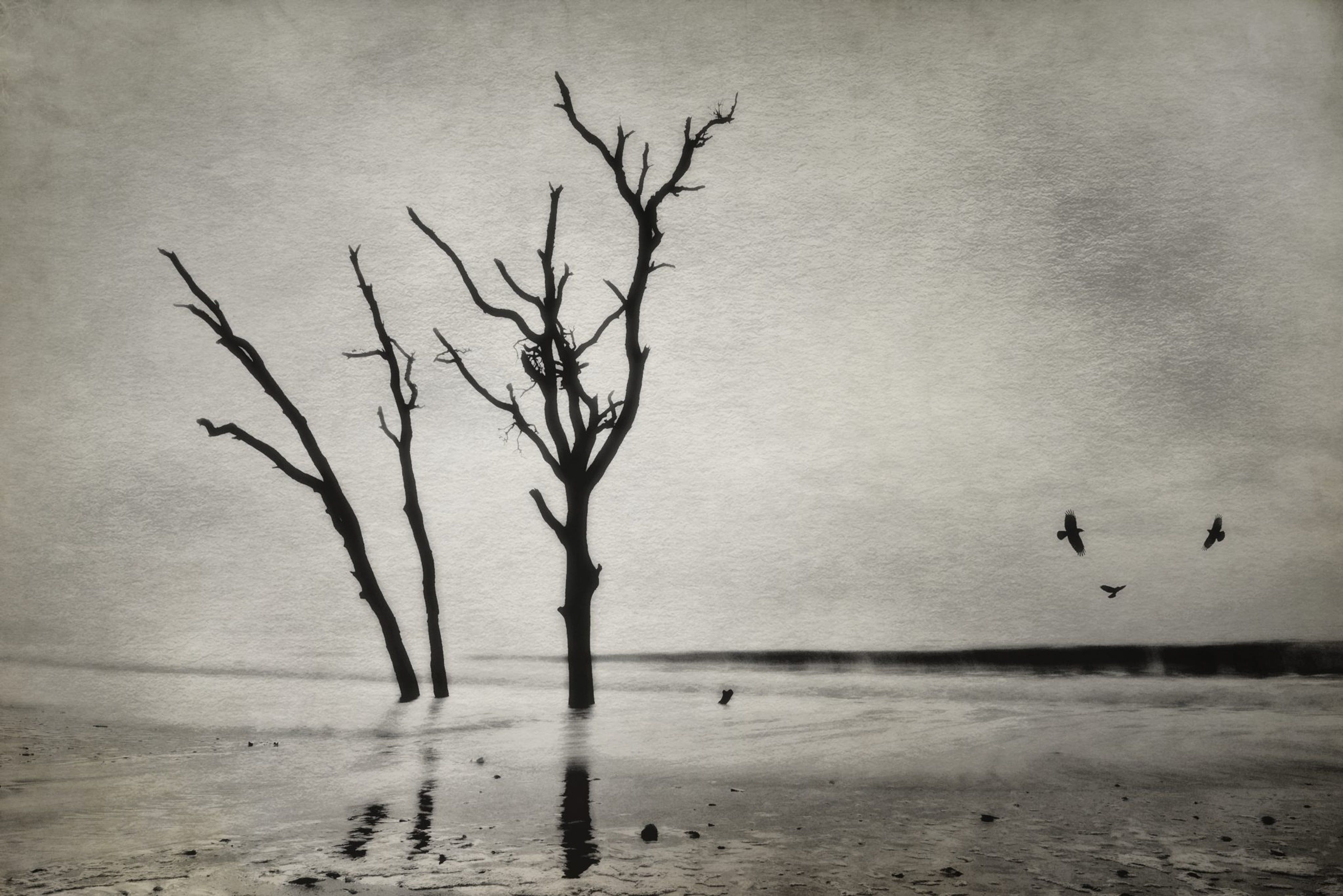 Beach Birds