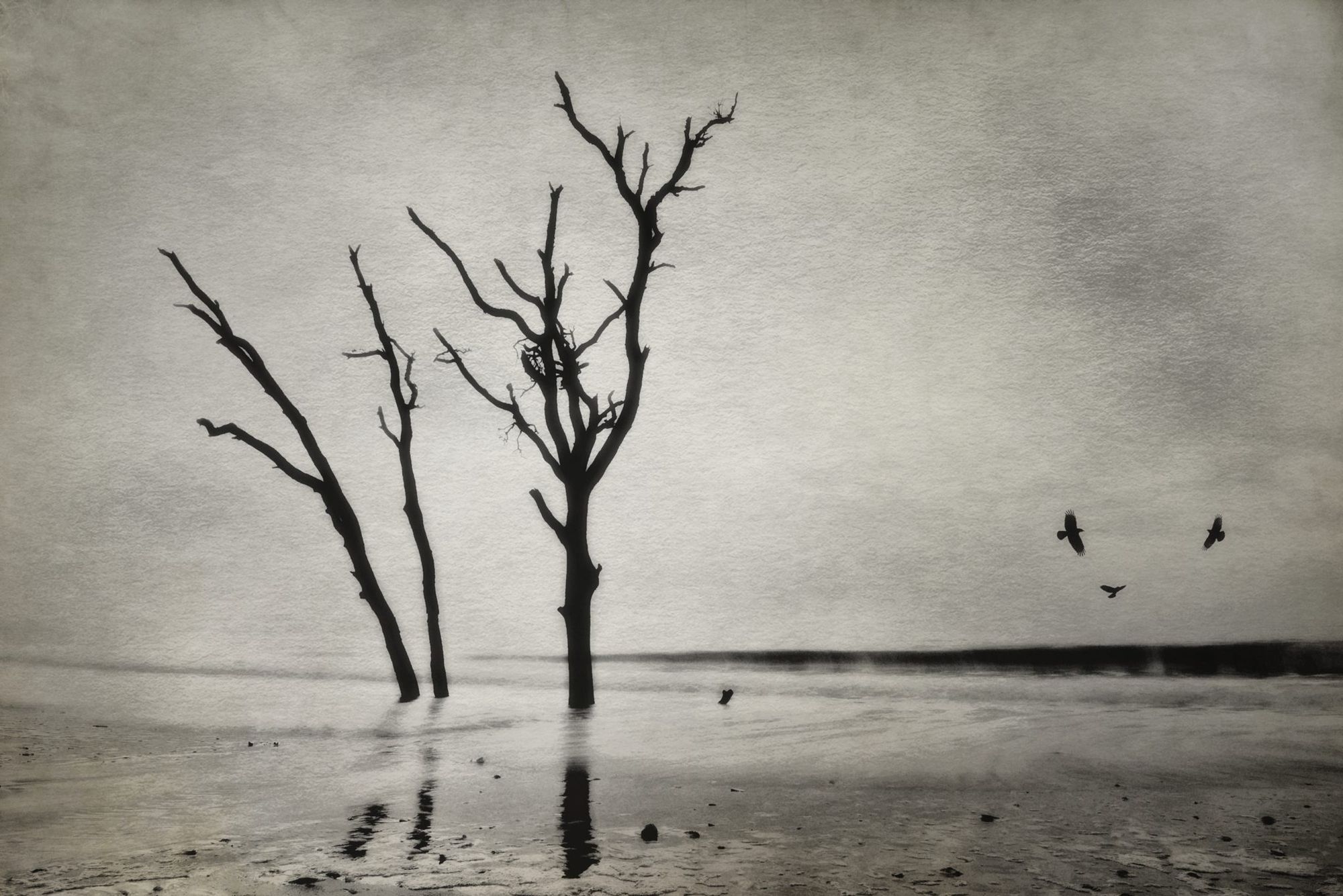 Beach Birds