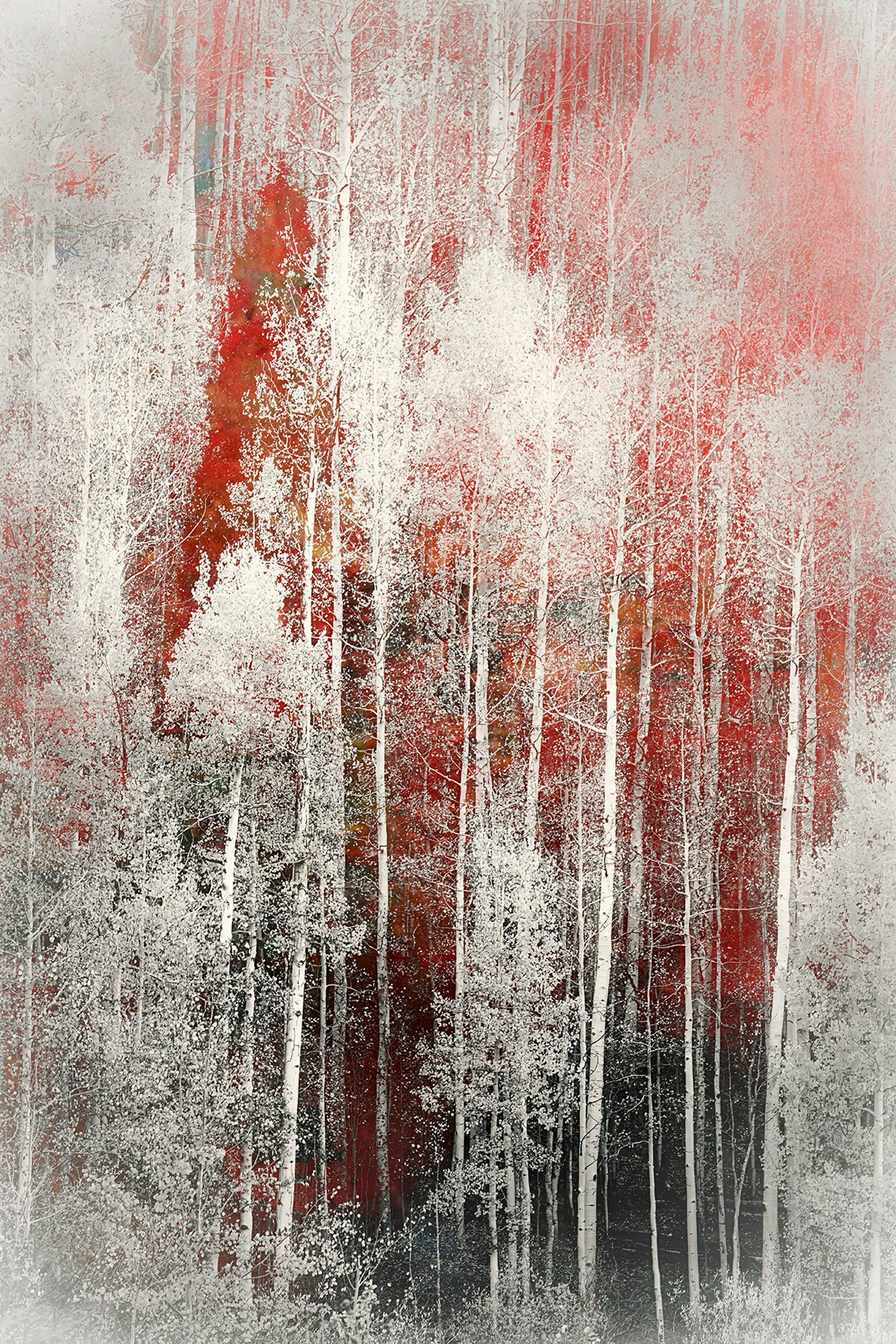 The Red Aspens