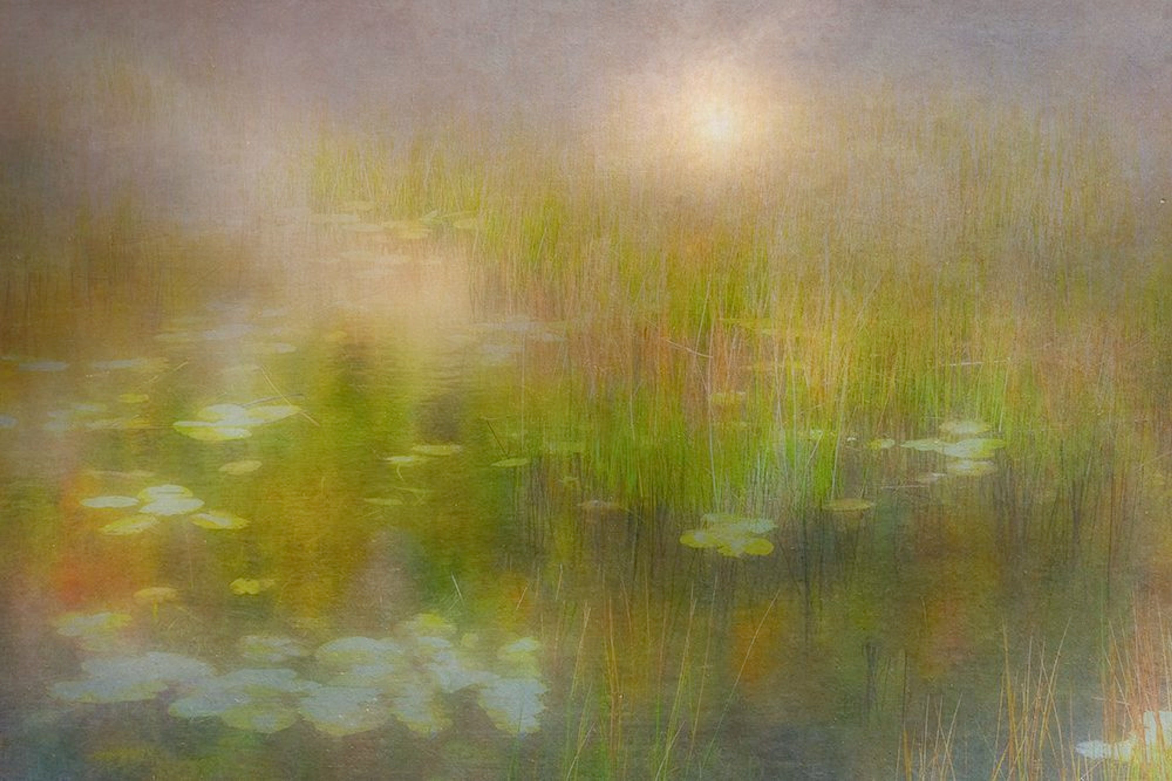 Lillypad Path