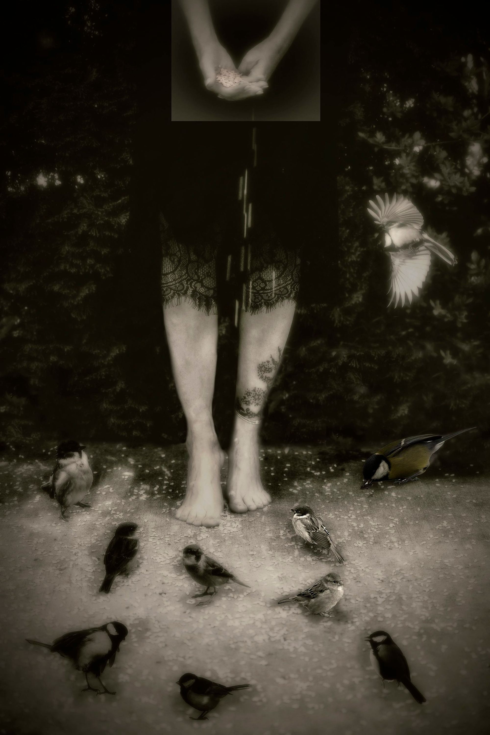 Feeding the Birds
