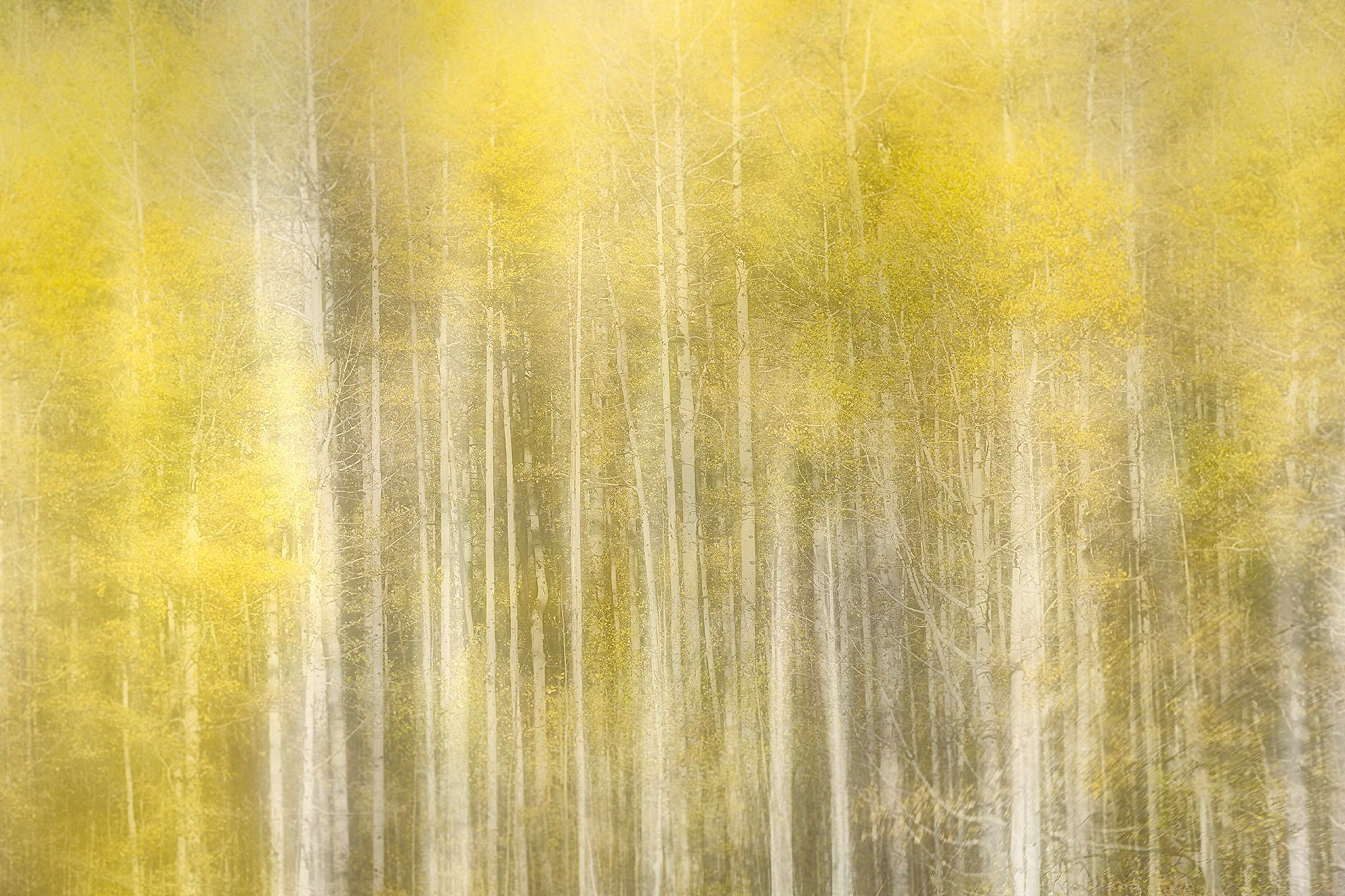 Aspen trunks blurred into vertical streaks of yellow and white by a long sweeping exposure.
