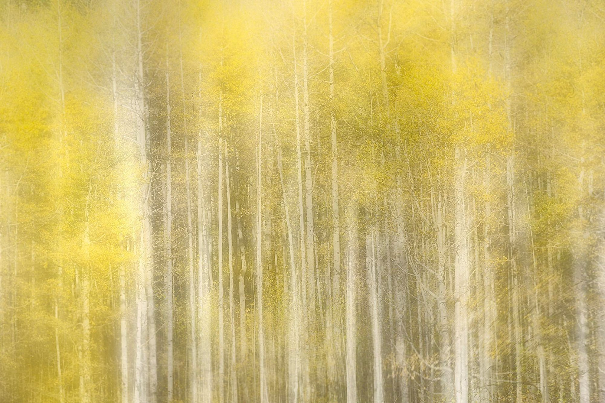 Yellow Aspens