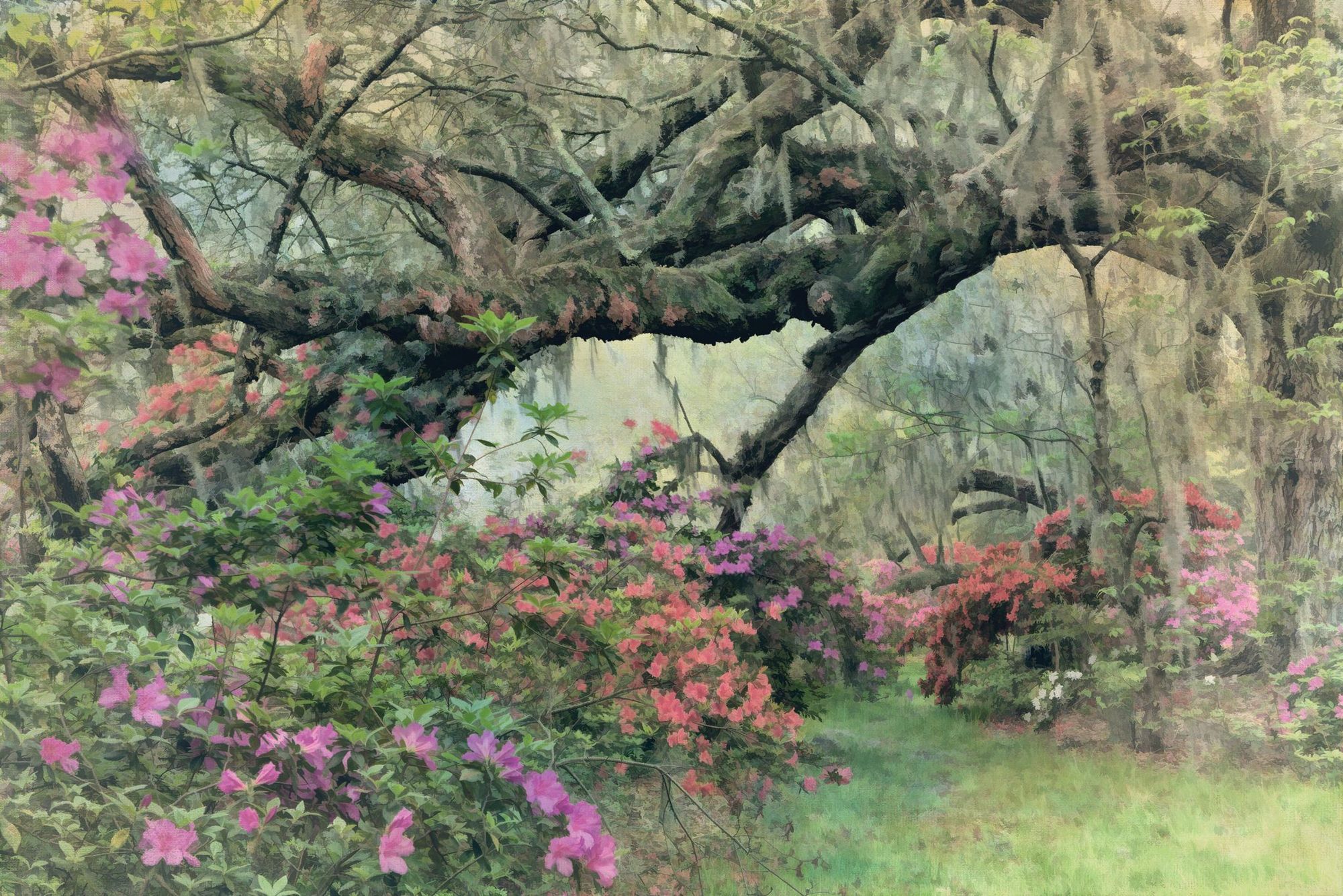 Oak Lane