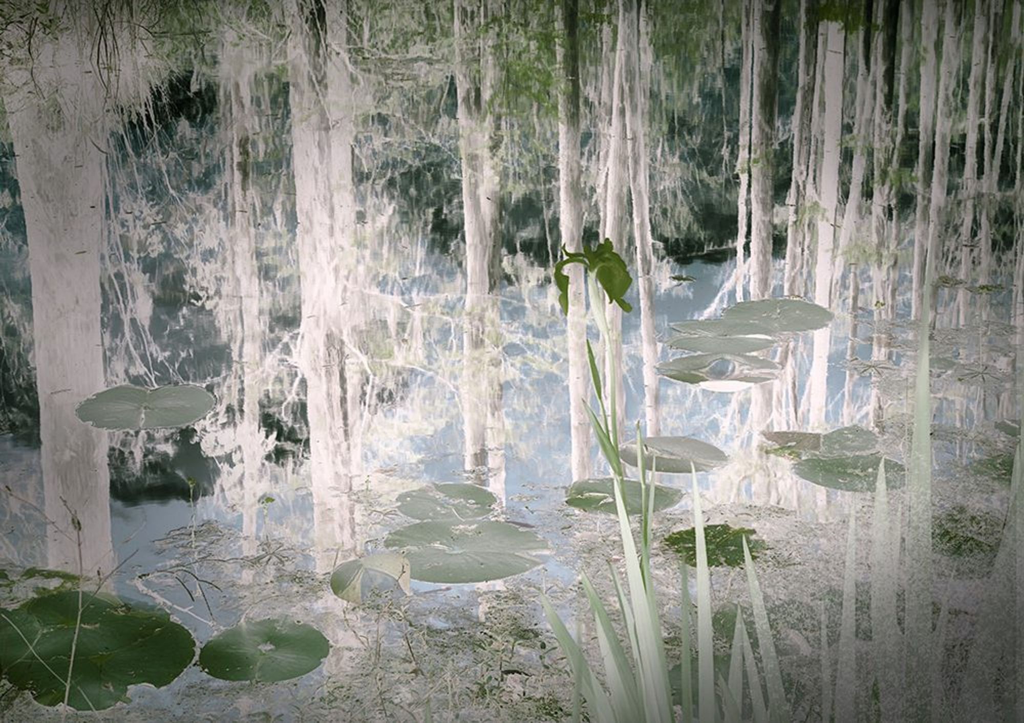 Cypress Swamp II