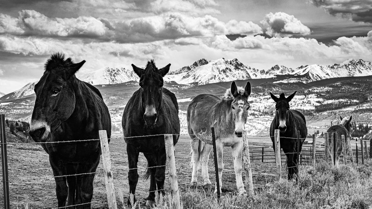 Equestrian Properties Near Aspen: What to Know – Horses in the Mountains - 51126276478