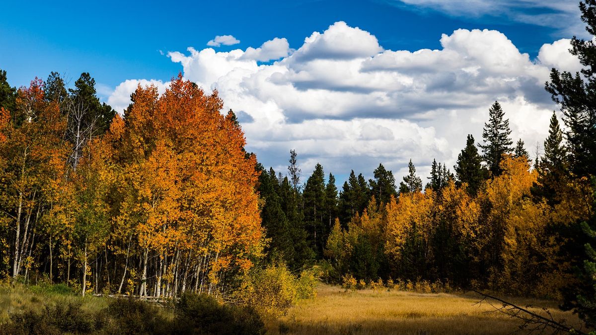 Privacy in Aspen Real Estate: Lots, Landscaping, and Location – Aspen Grove in Colorado