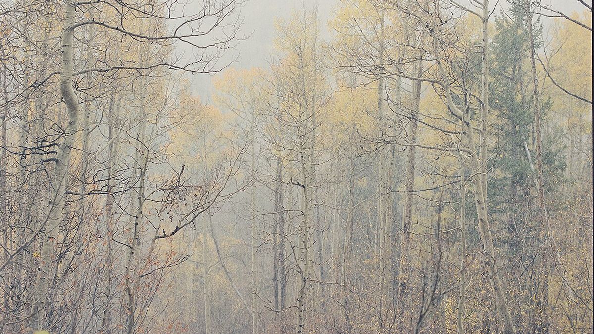 How Seasonality Affects Aspen Real Estate Searches – Fall snowing aspen