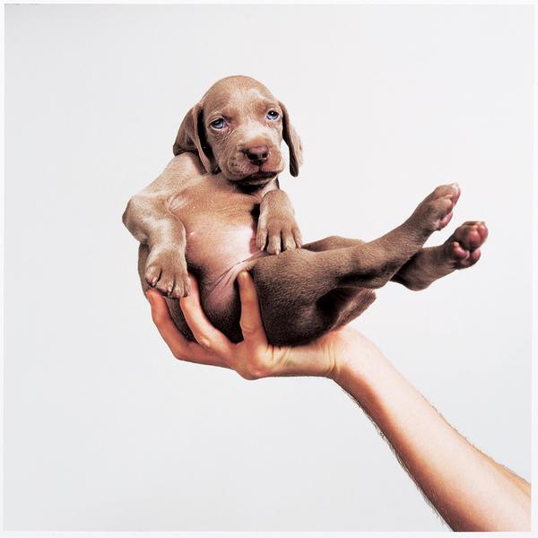 The image by the artist, showing a single hand cradling a Weimaraner puppy with blue eyes in the center of the frame, against a white background.