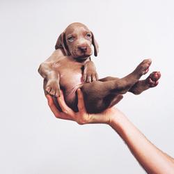 The image by the artist, showing a single hand cradling a Weimaraner puppy with blue eyes in the center of the frame, against a white background.