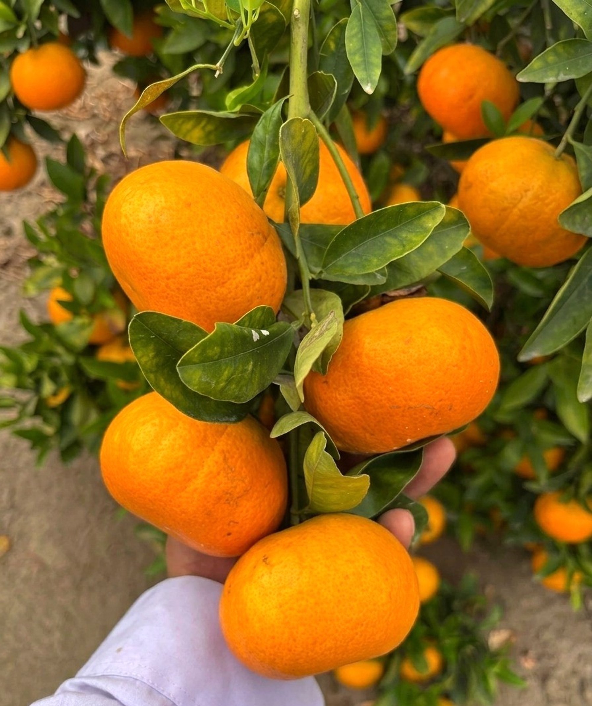 Mandarina Rio de oro