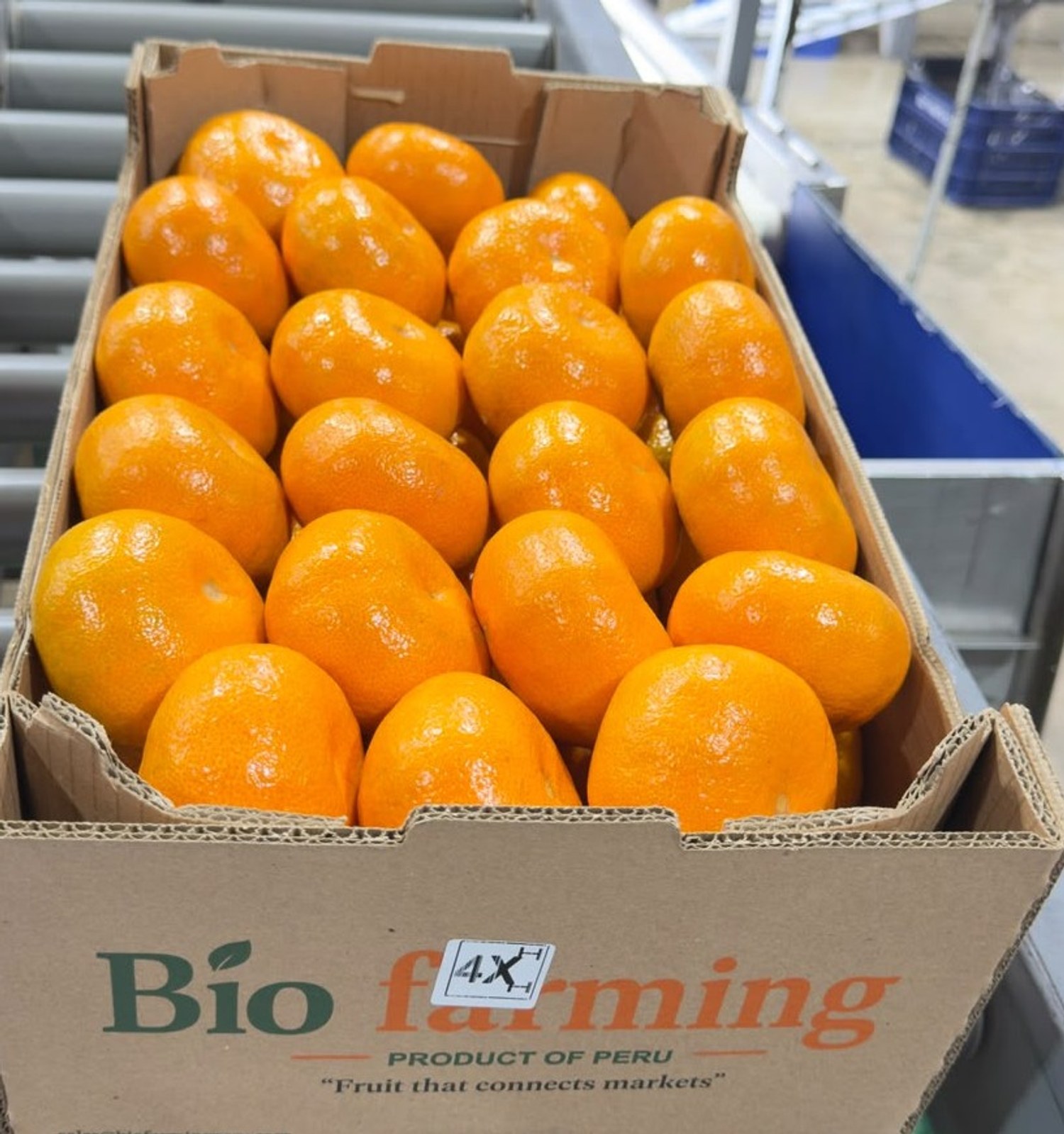 mandarina empacada