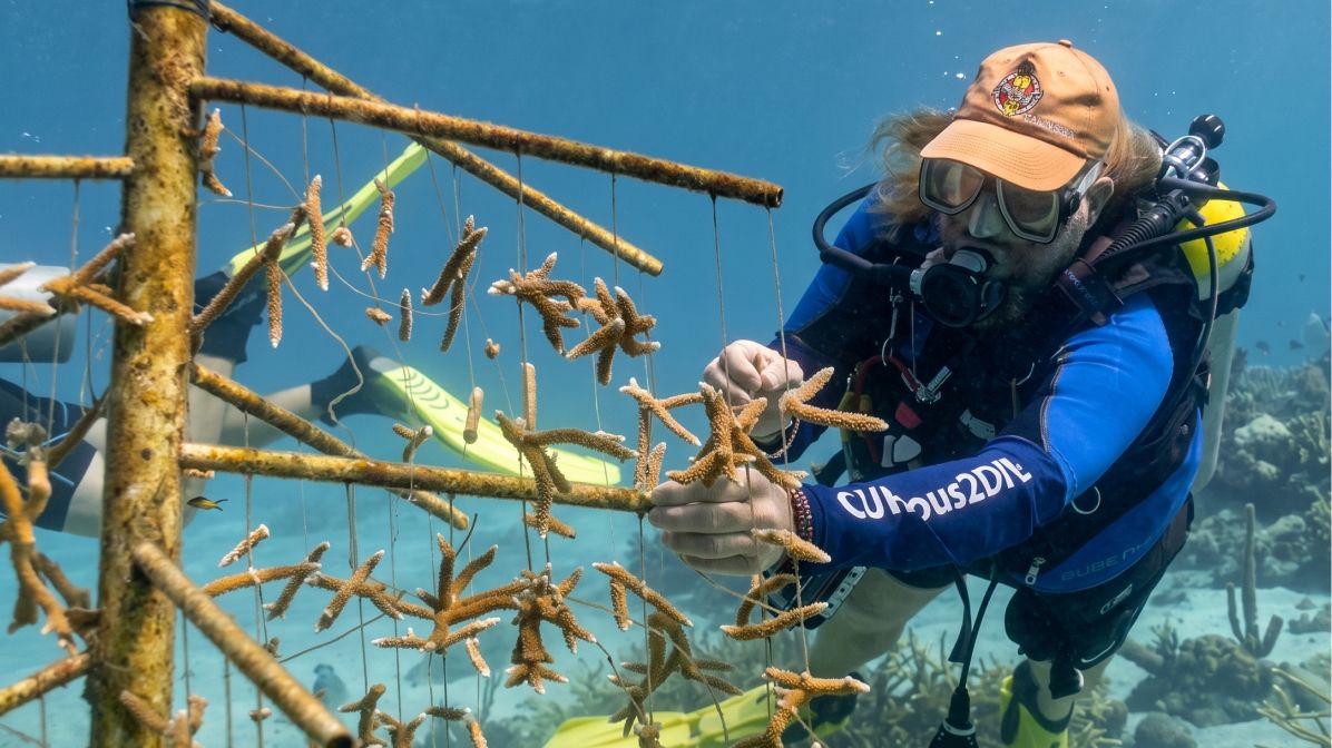 A scuba diver tending to suspended coral fragments in an underwater coral restoration nursery.