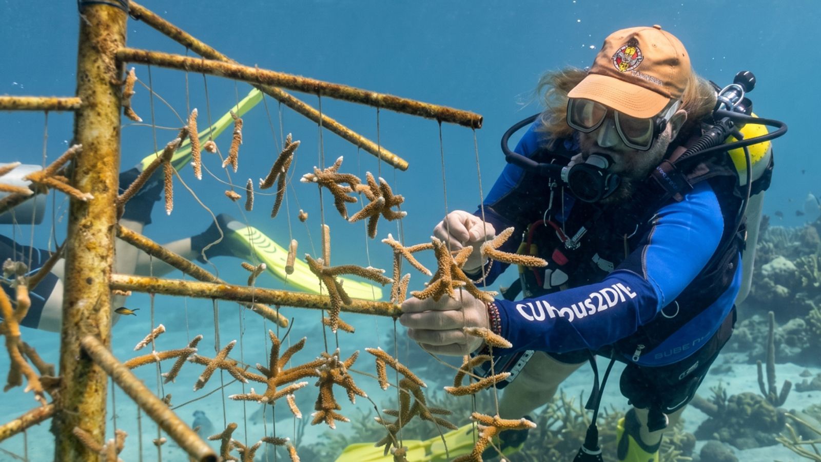 A scuba diver tending to suspended coral fragments in an underwater coral restoration nursery.