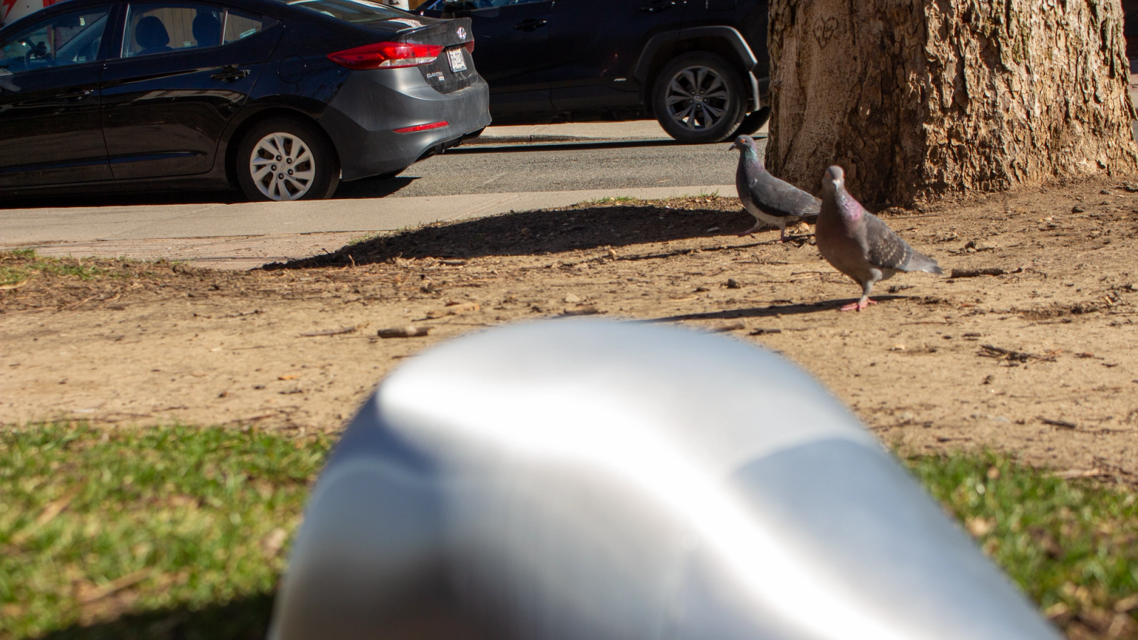 AWORM with two Pigeons
