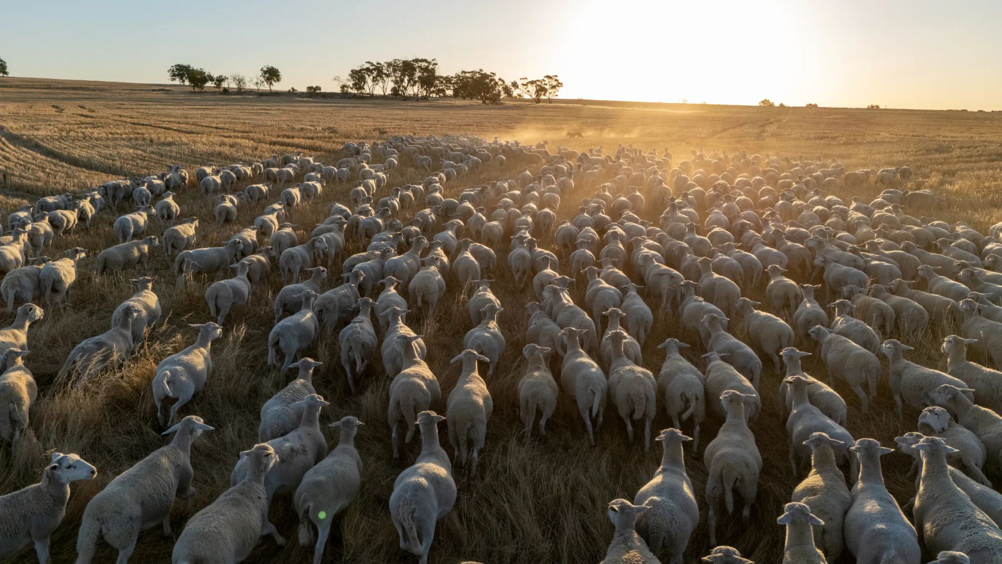 Aerial view of the UltraWhite flock at sunrise across the Hillcroft paddocks