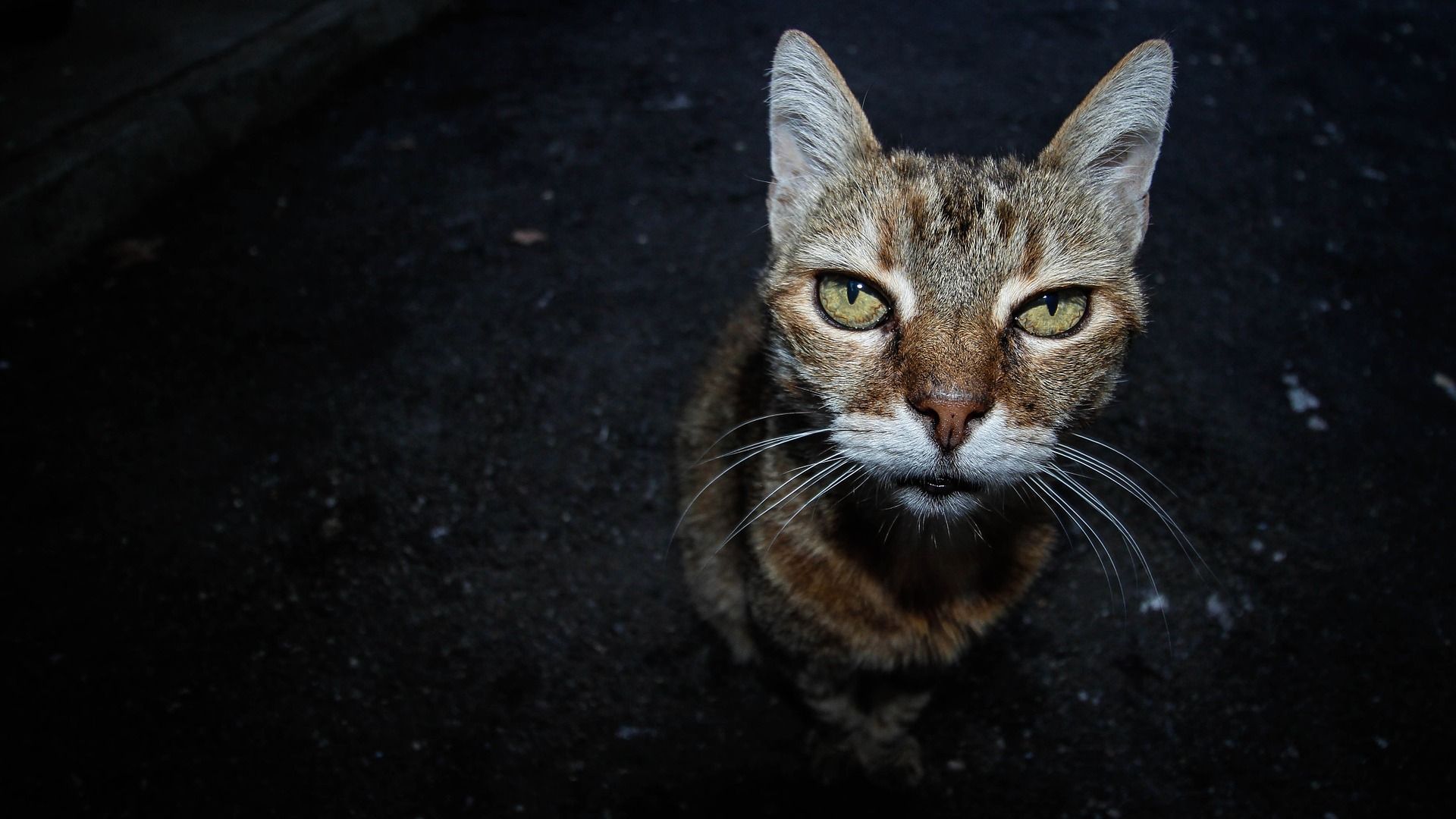 Hvor Lenge Lever En Katt? | Lilcat