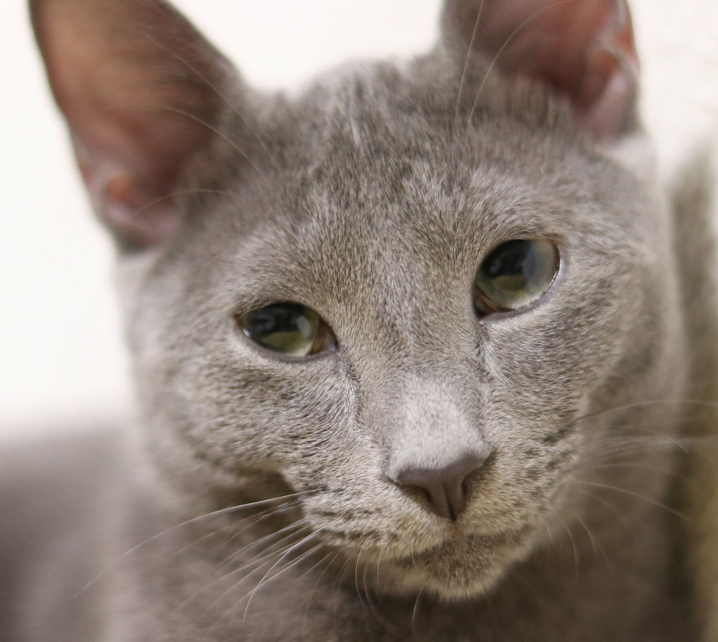 Russian blue | Reserved and shy until it feels secure around people ...